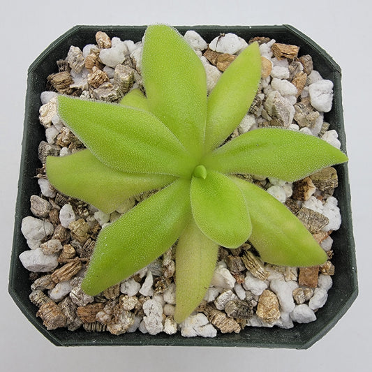 Butterwort Pinguicula 'Sumidero I'
