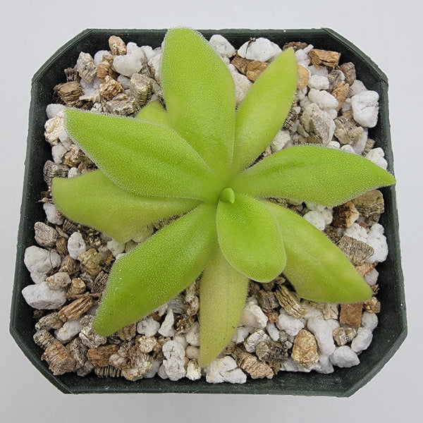 Butterwort Pinguicula Sumidero I