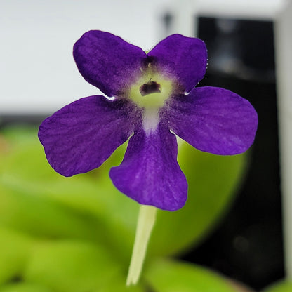Butterwort Pinguicula 'Sumidero I'