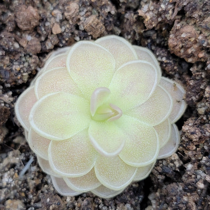 Butterwort Pinguicula "Sunshine"