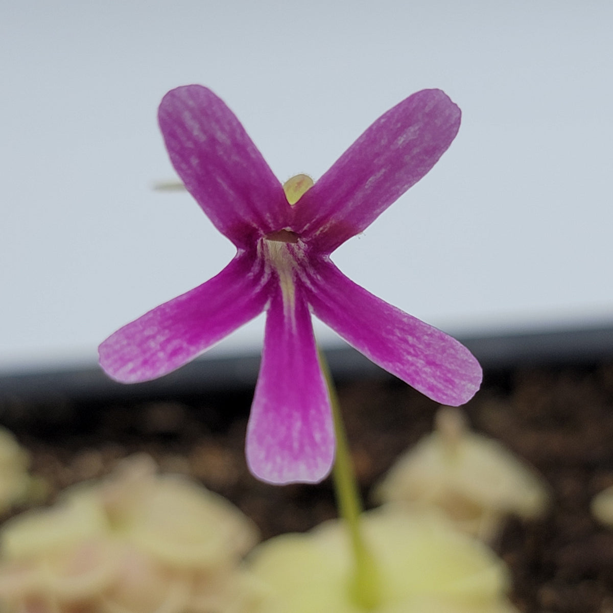 Butterwort Pinguicula "Sunshine"