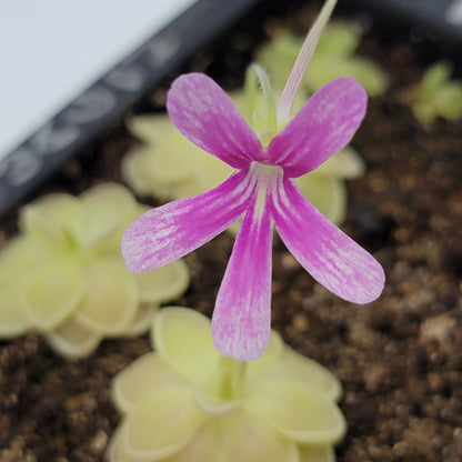 Butterwort Pinguicula "Sunshine"