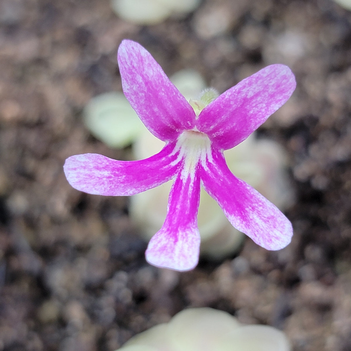 Butterwort Pinguicula "Sunshine"