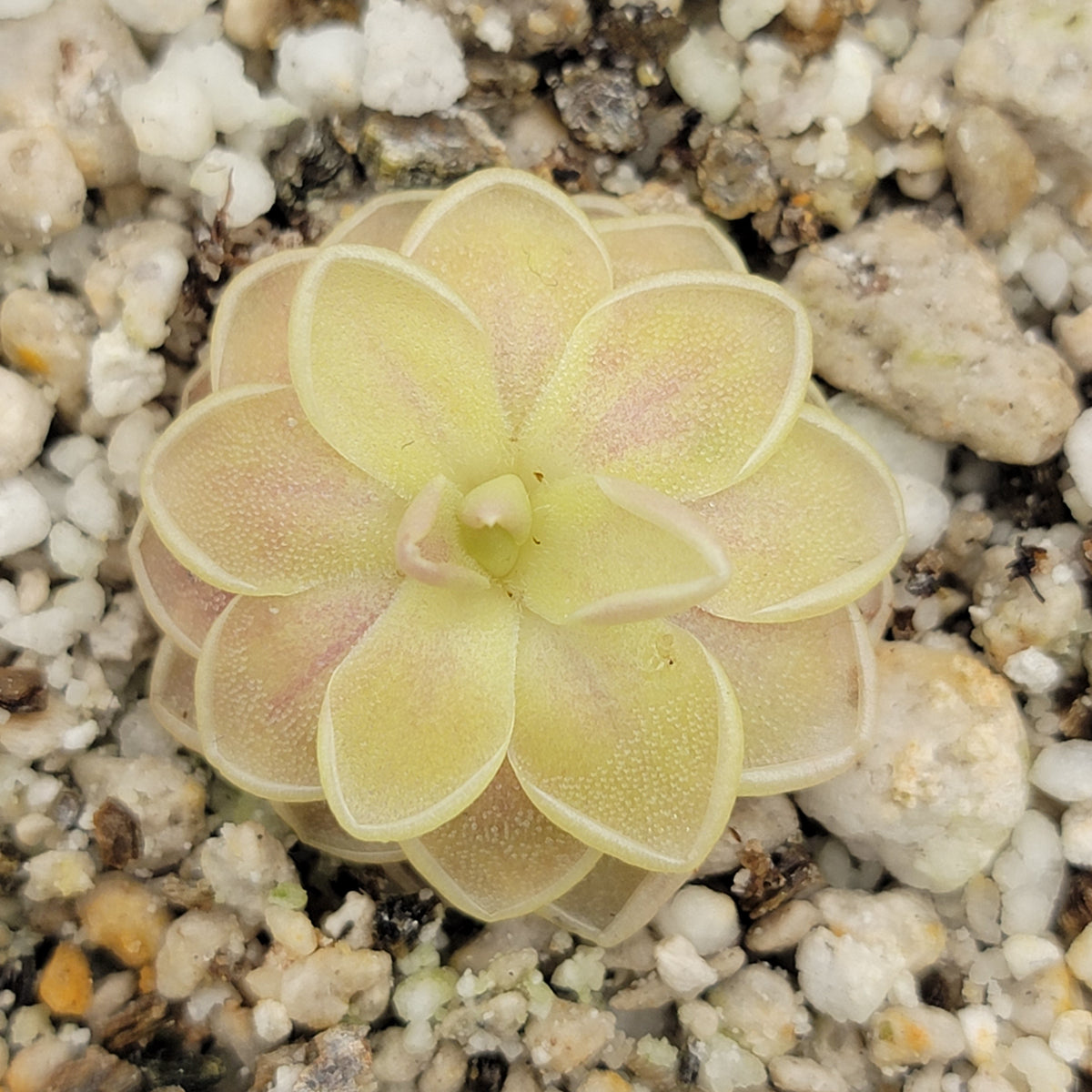 Butterwort Pinguicula "Sunshine"