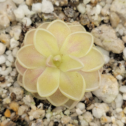 Butterwort Pinguicula "Sunshine"