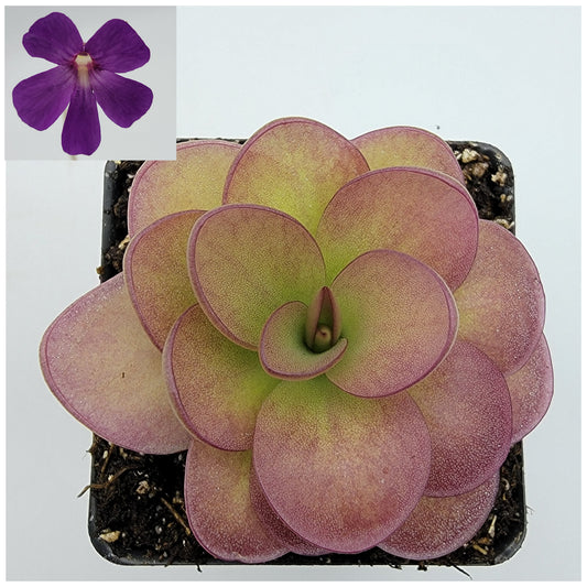 Butterwort Pinguicula 'Weser' x agnata 'El Lobo'