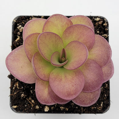 Butterwort Pinguicula 'Weser' x agnata 'El Lobo'