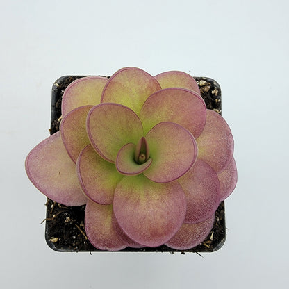 Butterwort Pinguicula 'Weser' x agnata 'El Lobo'