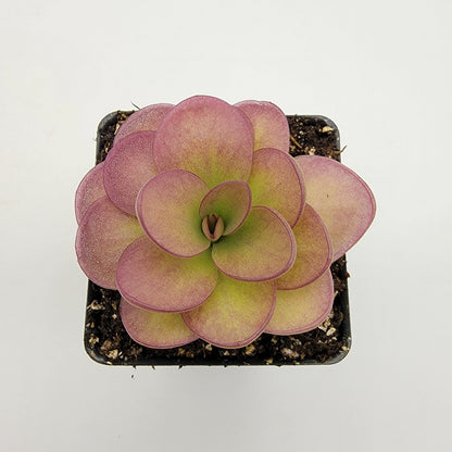 Butterwort Pinguicula 'Weser' x agnata 'El Lobo'