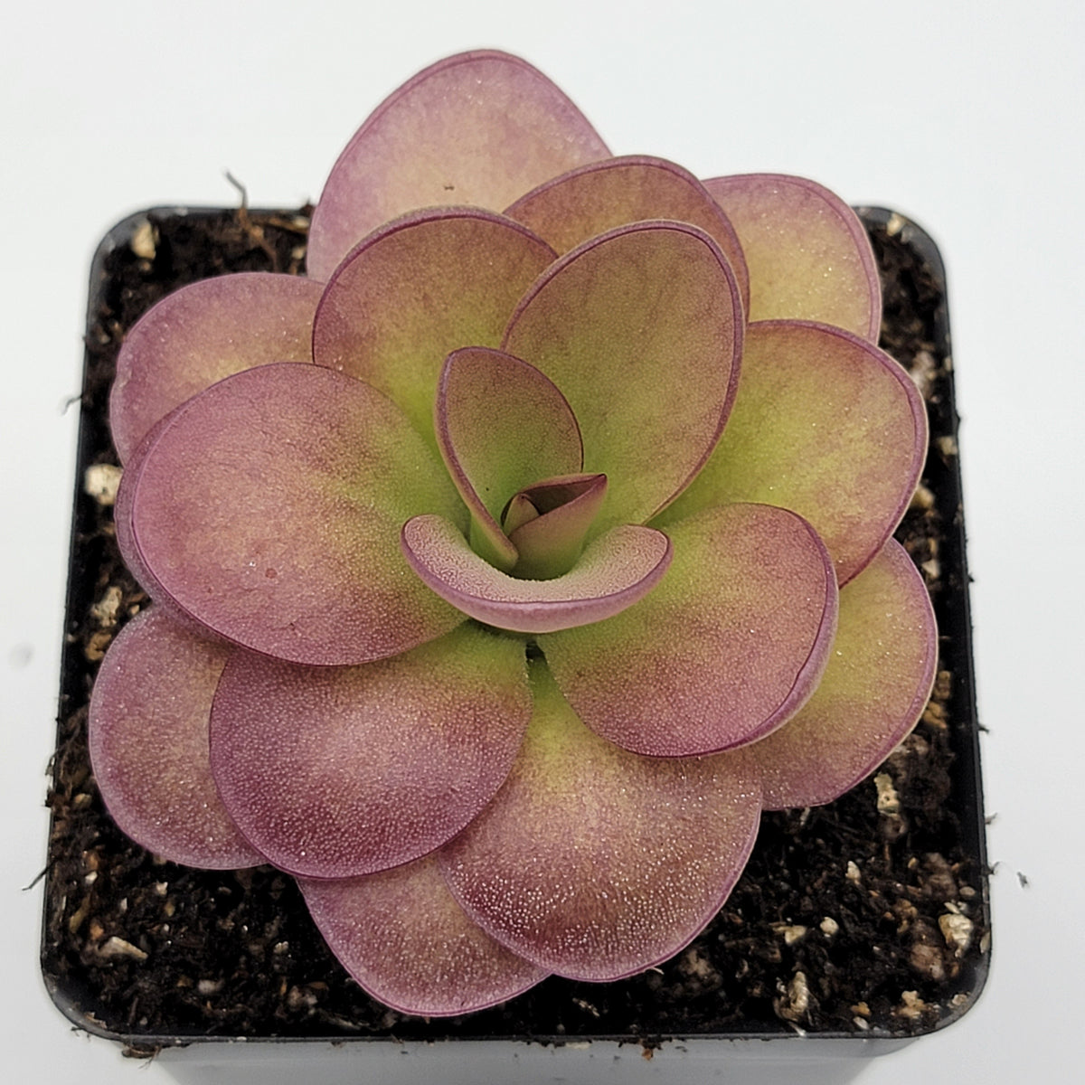 Butterwort Pinguicula 'Weser' x agnata 'El Lobo'