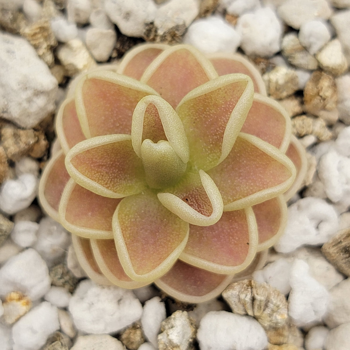 Butterwort Pinguicula "Yucca Do 1713"