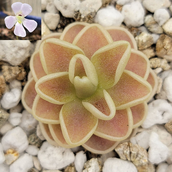Butterwort Pinguicula Yucca Do 1713