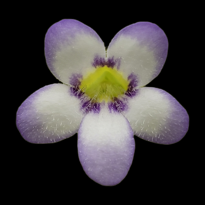 Butterwort Pinguicula agnata 'Ekuma'