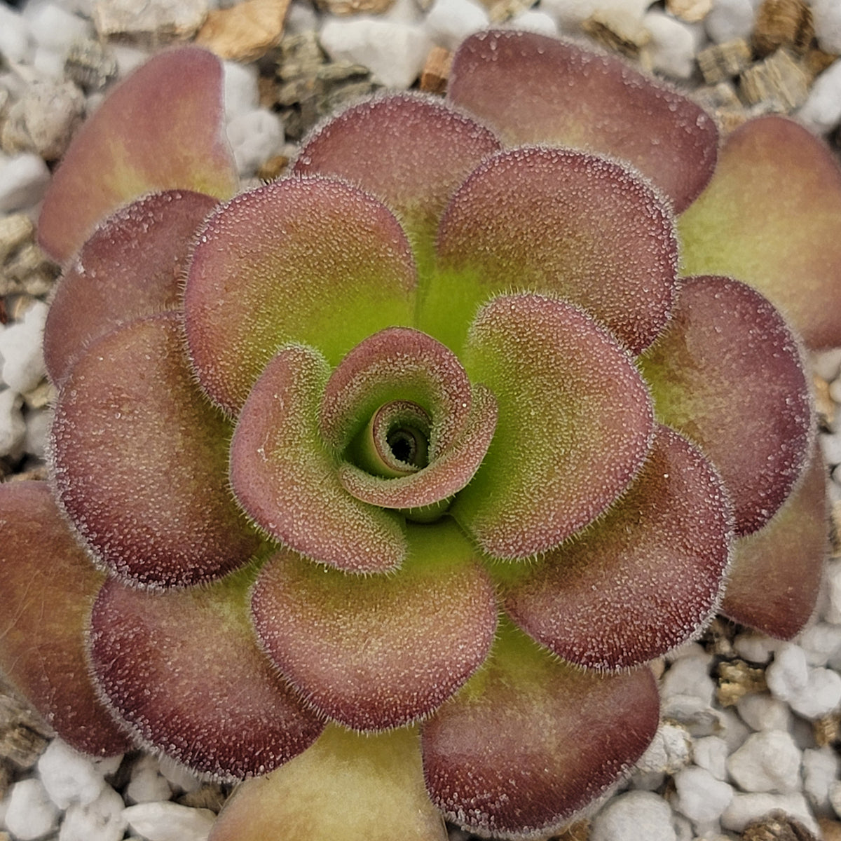 Butterwort Pinguicula agnata 'Ekuma'