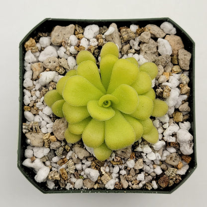 Butterworts Pinguicula agnata {Mesaleon, Hidalgo, Méx}