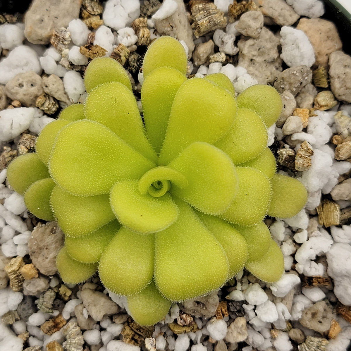 Butterworts Pinguicula agnata {Mesaleon, Hidalgo, Méx}