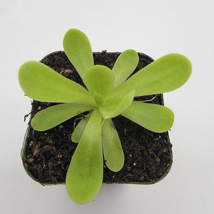Butterwort Pinguicula agnata 'True Blue'