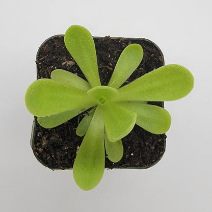 Butterwort Pinguicula agnata 'True Blue'