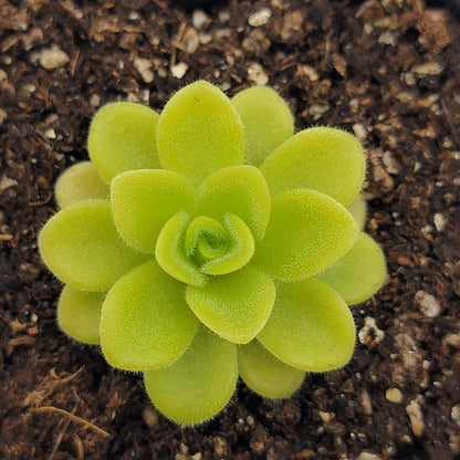 Butterwort Pinguicula agnata 'True Blue'