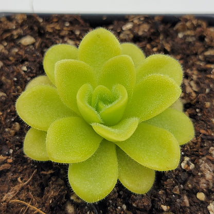 Butterwort Pinguicula agnata 'True Blue'
