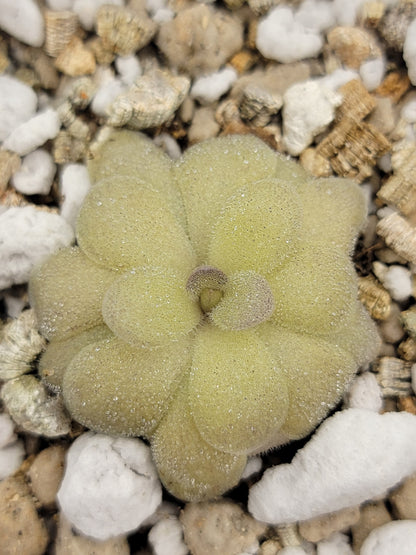 Butterworts Pinguicula agnata "True Blue" x hemiepiphytica