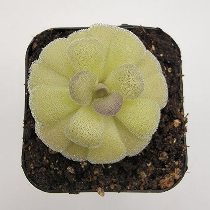 Butterworts Pinguicula agnata "True Blue" x hemiepiphytica