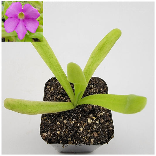 Butterwort Pinguicula 'Apasionada'
