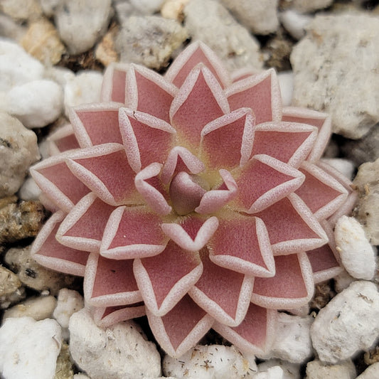 Butterwort Pinguicula ehlersiae