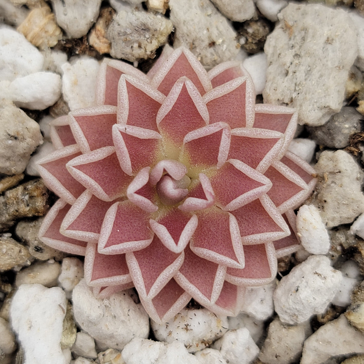 Butterwort Pinguicula ehlersiae