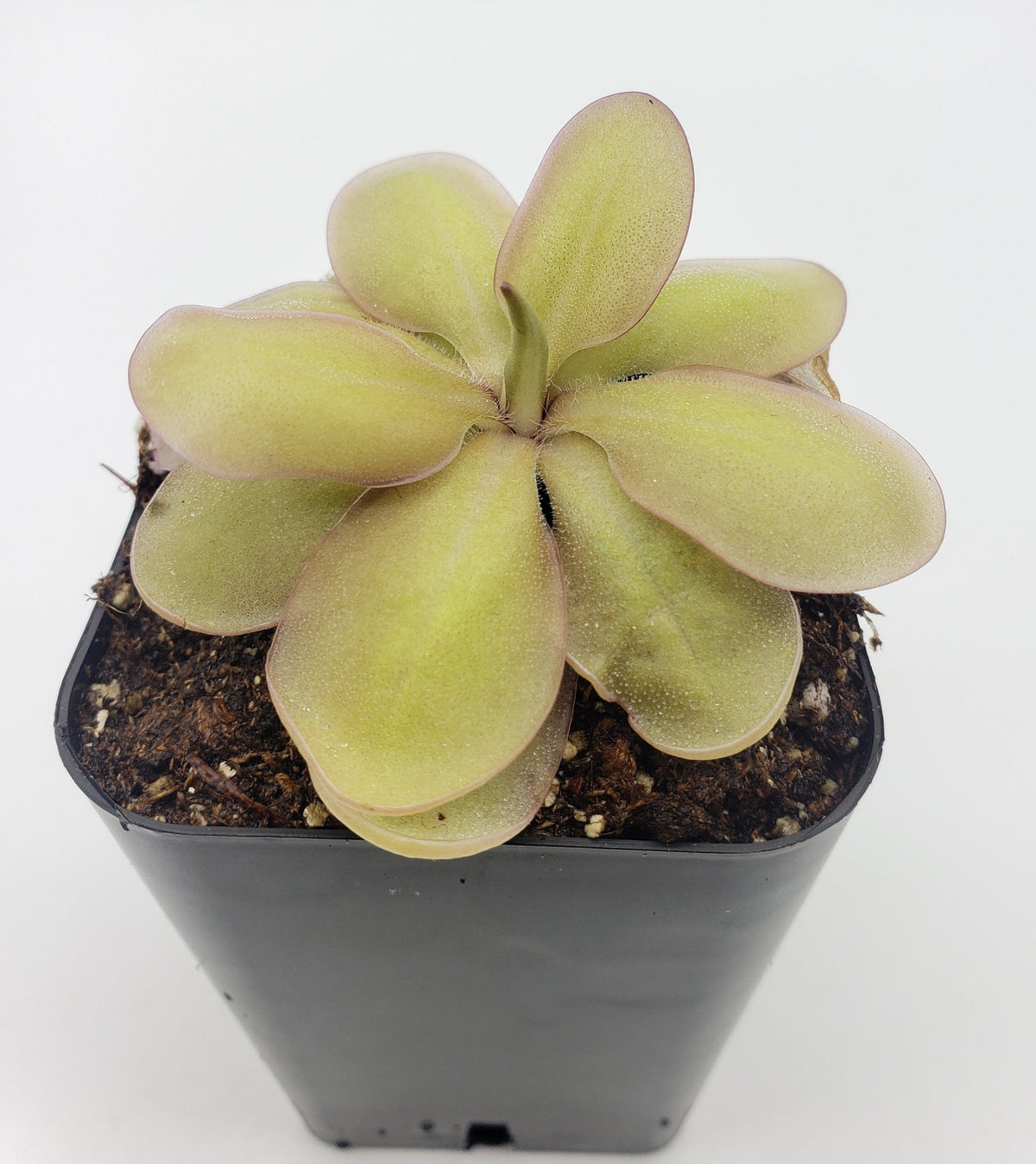 Butterwort Pinguicula emarginata {red coloured and big rosette} x elizabethiae