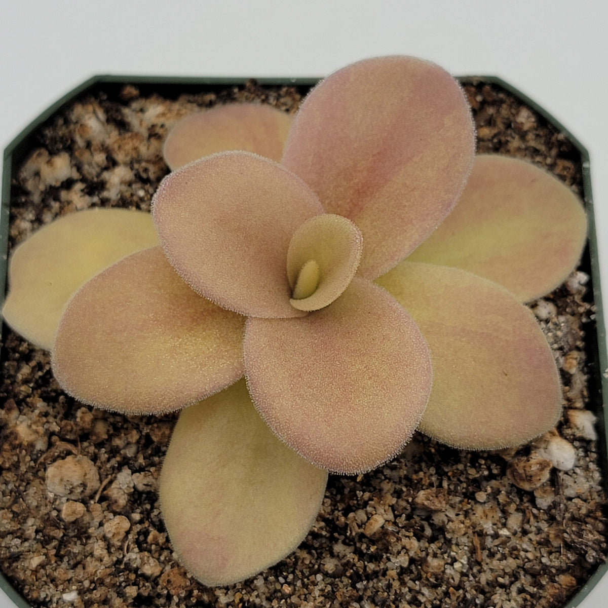 Butterworts Pinguicula gigantea (Red Flush)