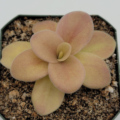 Butterworts Pinguicula gigantea (Red Flush)