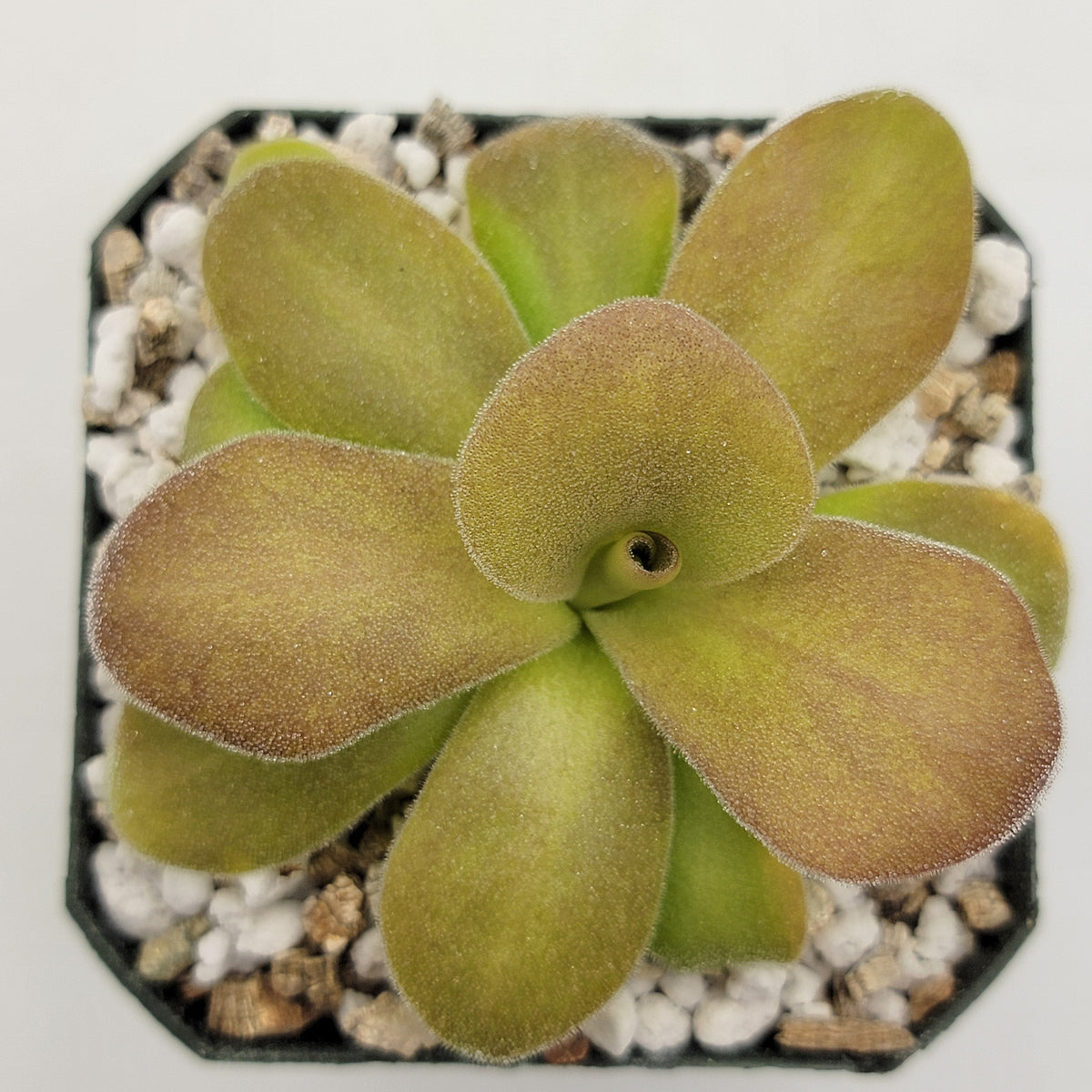Butterwort Pinguicula gigantea red x martinezii
