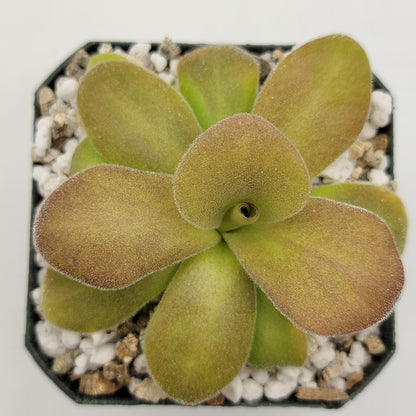 Butterwort Pinguicula gigantea red x martinezii