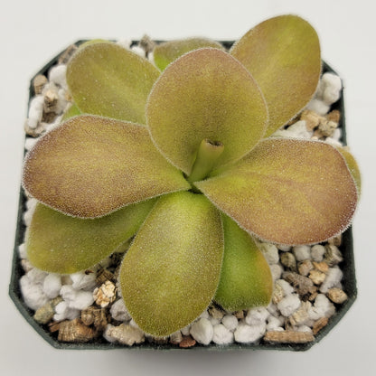 Butterwort Pinguicula gigantea red x martinezii
