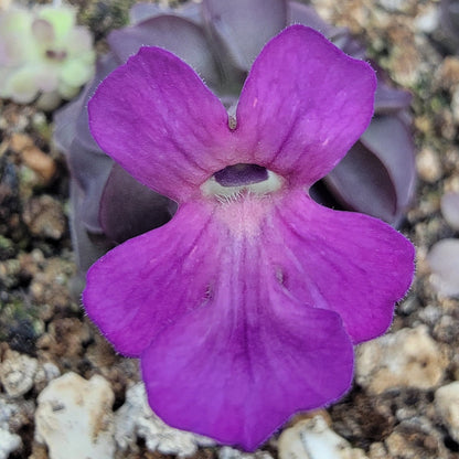 Butterwort Pinguicula laueana "Tangerine"