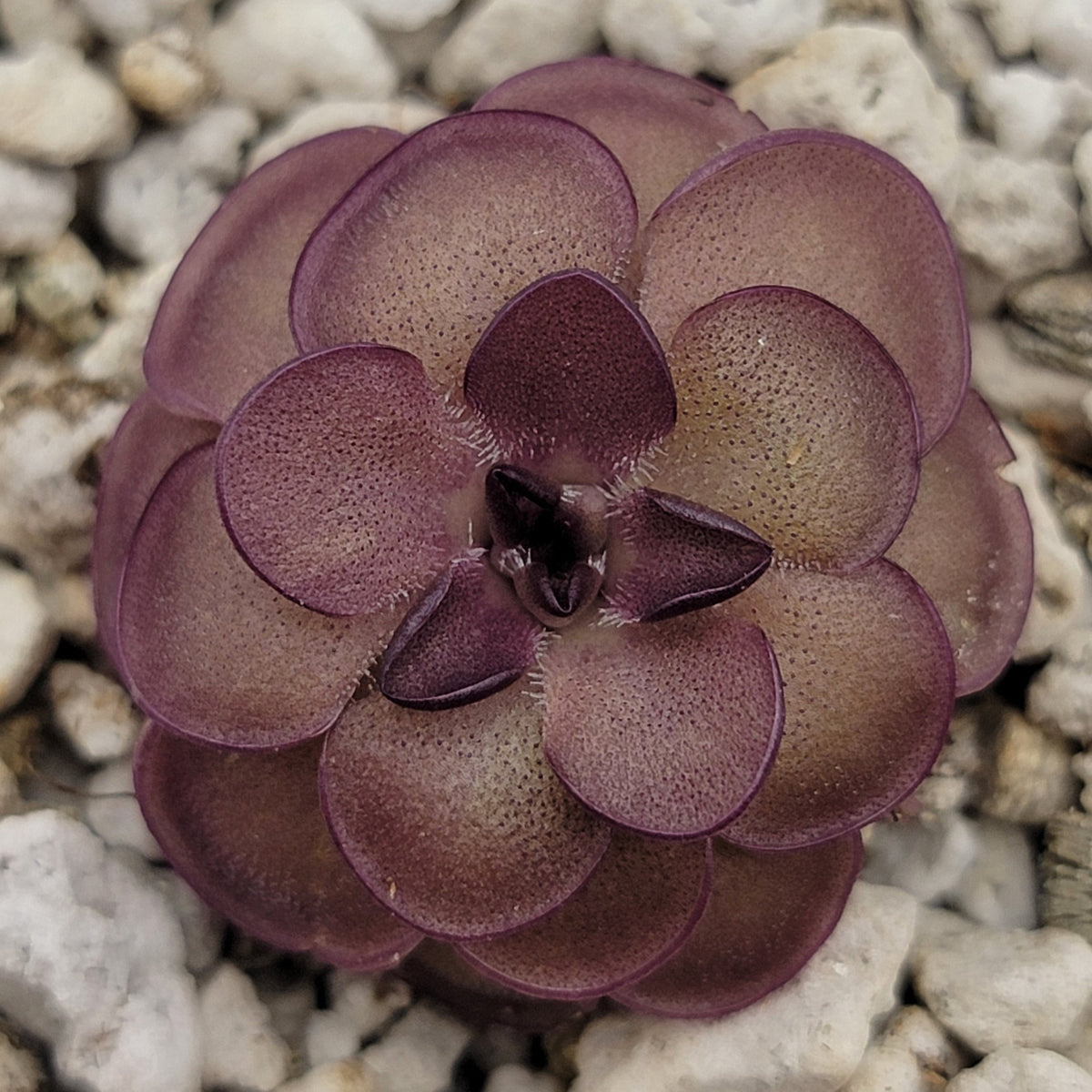 Butterwort Pinguicula laueana "Tangerine"