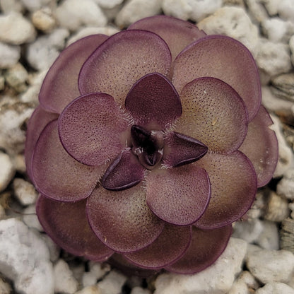 Butterwort Pinguicula laueana "Tangerine"