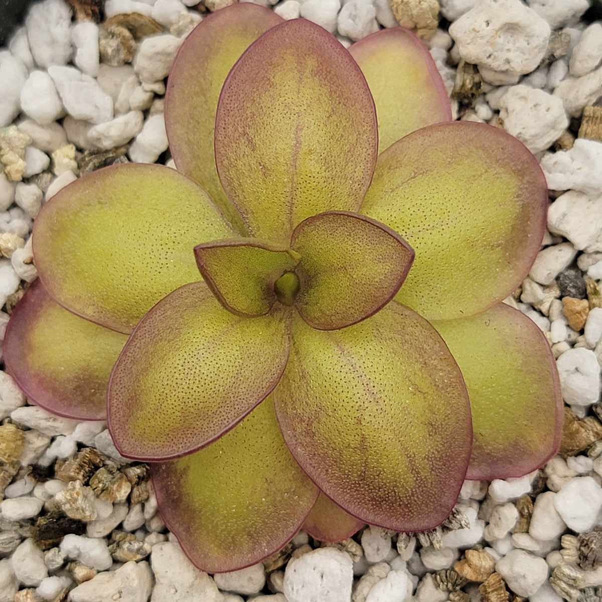 Butterwort Pinguicula laueana "Narrow Flower"