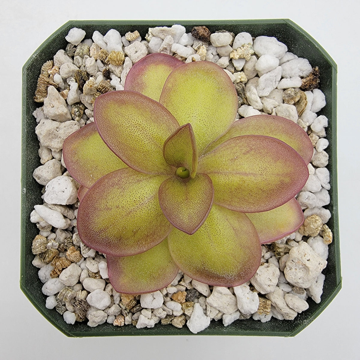 Butterwort Pinguicula laueana "Narrow Flower"