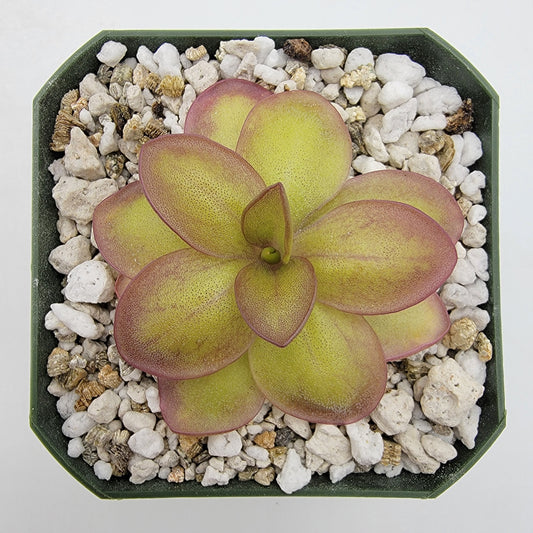 Butterwort Pinguicula laueana "Narrow Flower"
