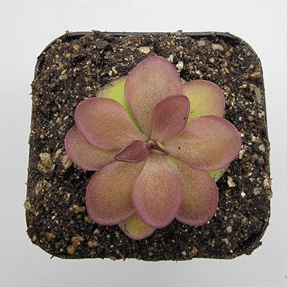 Butterwort Pinguicula laueana 'Undulate Geranium Flower'