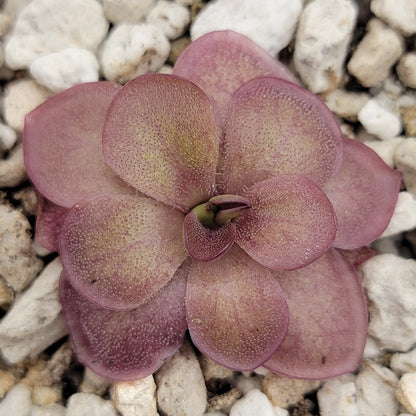 Butterwort Pinguicula laueana 'Undulate Geranium Flower'