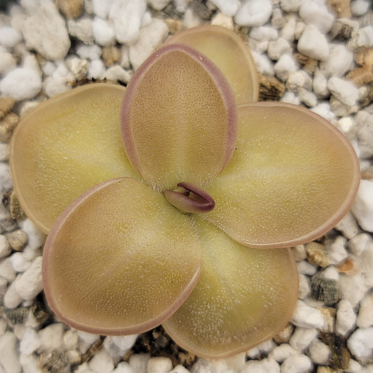 Butterworts Pinguicula laueana x moranensis