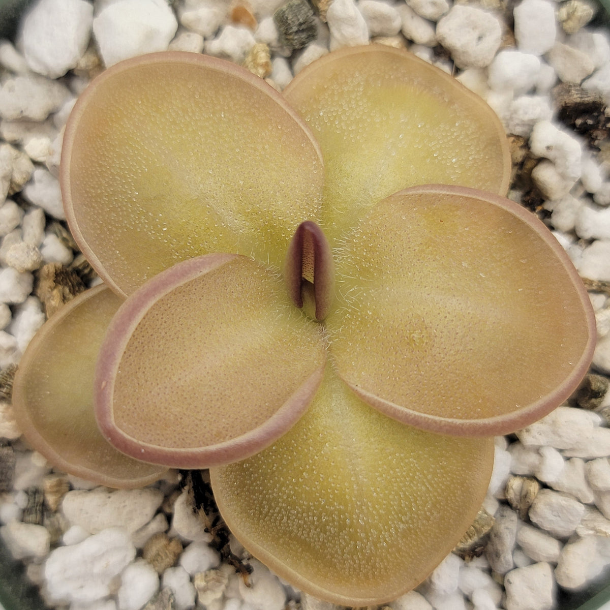 Butterworts Pinguicula laueana x moranensis