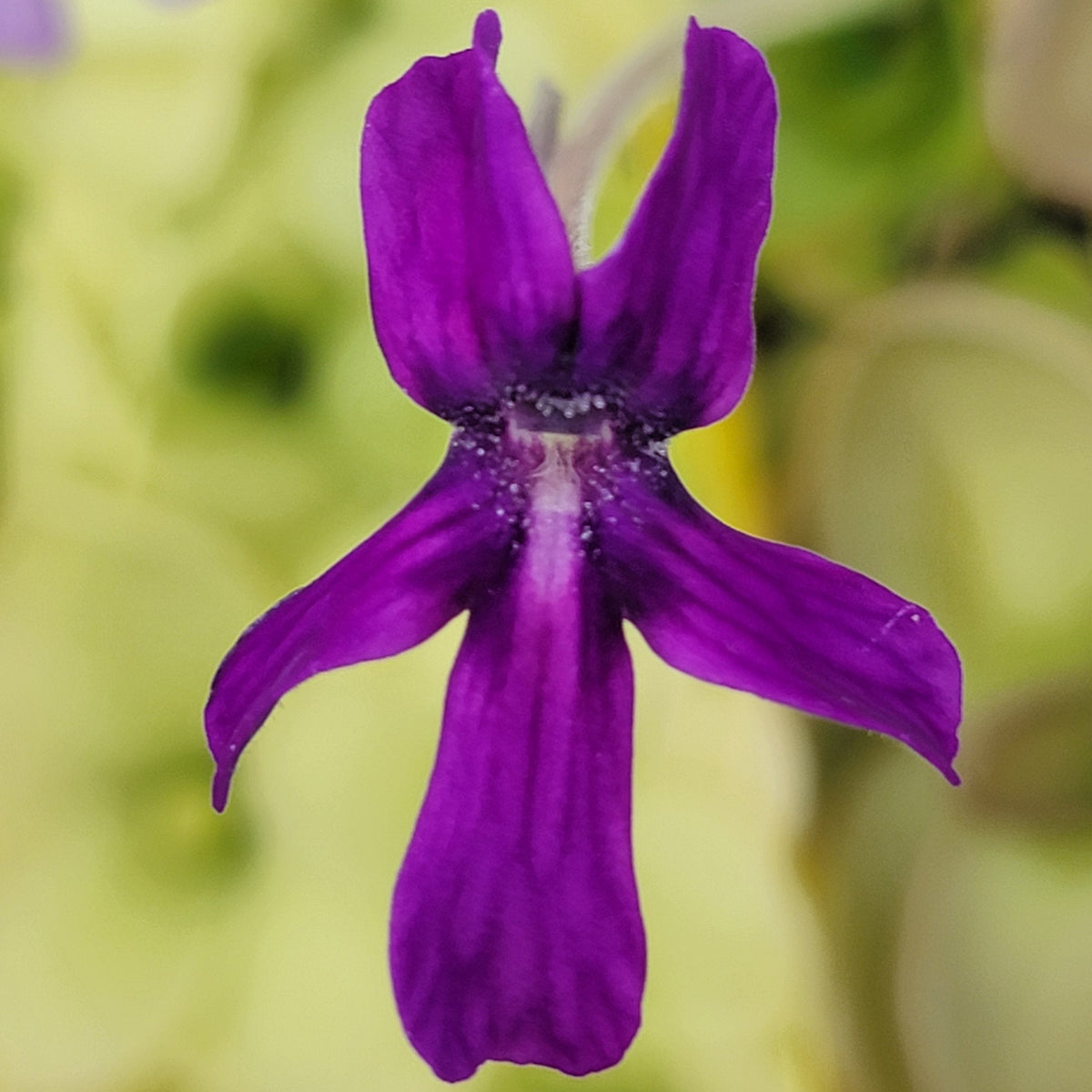 Butterworts Pinguicula laueana x moranensis