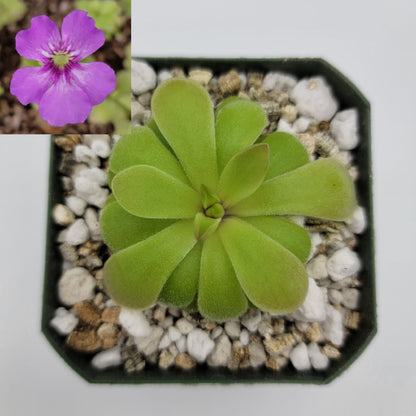 Butterworts Pinguicula laxifolia x 'Huahuapan'