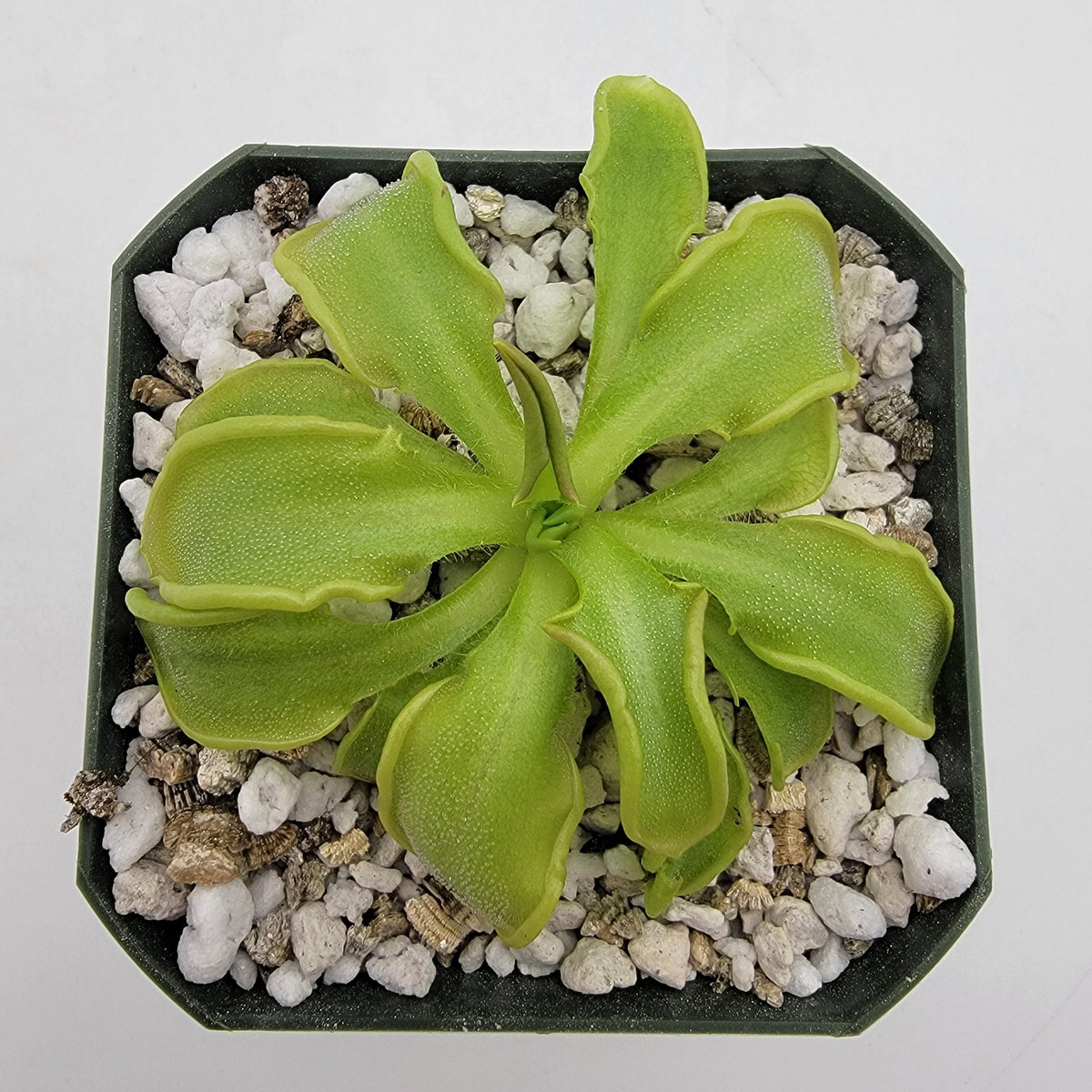 Butterworts Pinguicula mesophytica {Cerro Miramundo, El Salvador}