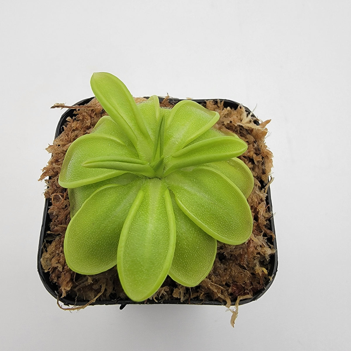 Butterworts Pinguicula mesophytica {cerro El Pital, Honduras}