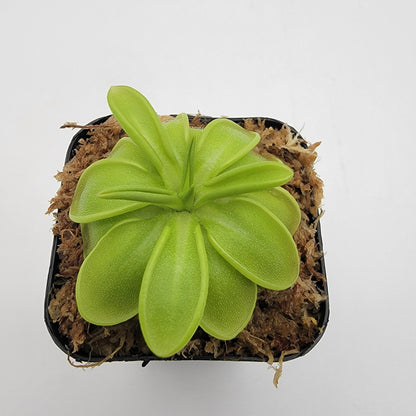 Butterworts Pinguicula mesophytica {cerro El Pital, Honduras}